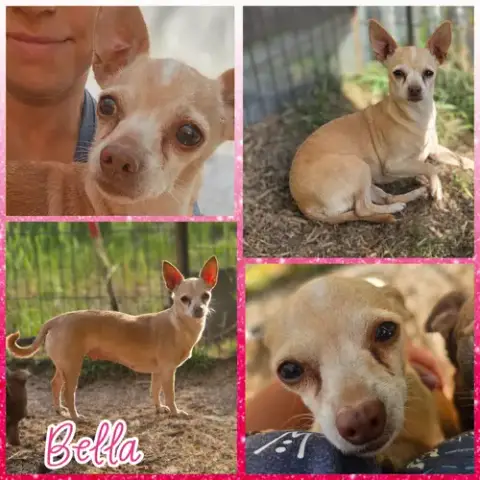 Bella