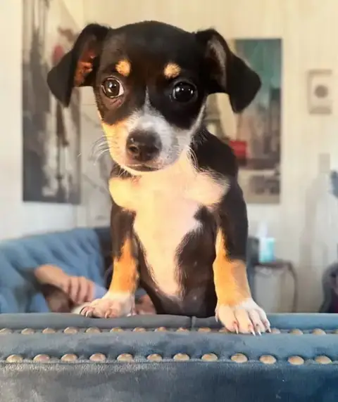 Cookie