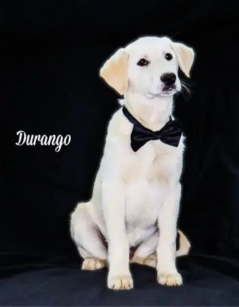 Durango