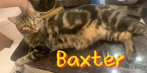 Baxter