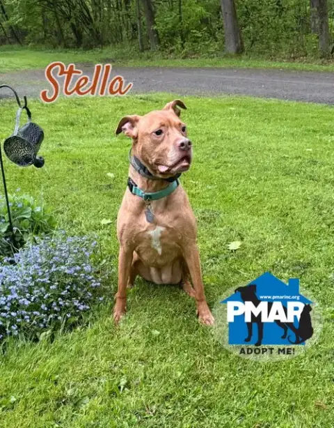 Stella photo 2