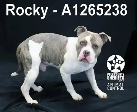 Rocky