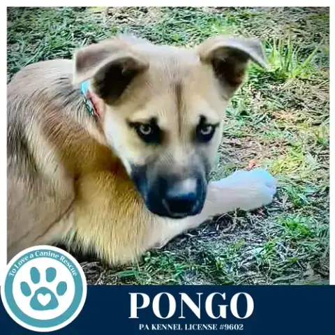Pongo 042526 photo 4