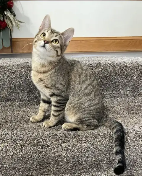 Kitka