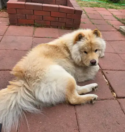 Macie