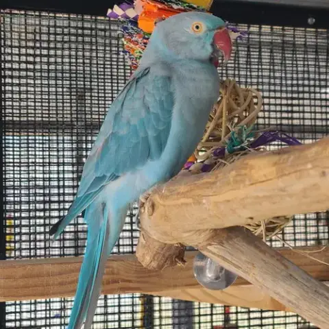 Delilah photo 4
