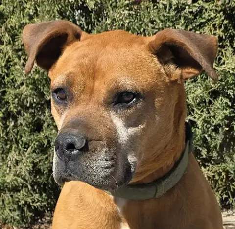 Alluring Ms Artesia ~ Brilliant Boxerbull