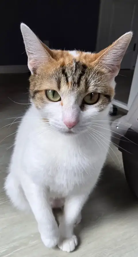 Kaylia