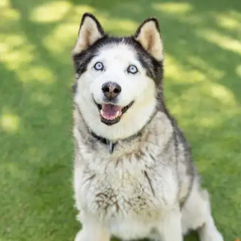 Bella