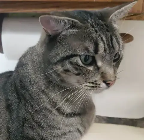 Mochi photo 3