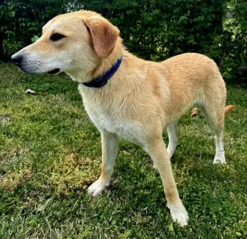 Puppy Gabriel photo 4