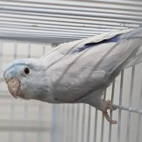 Zeus photo 4