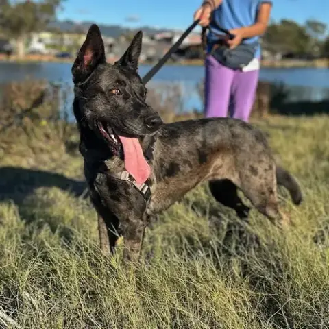 Athena