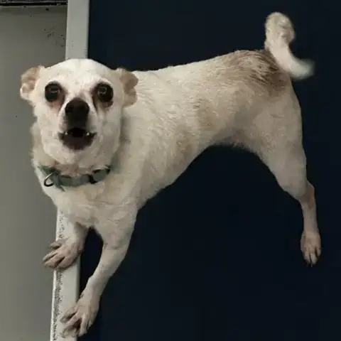 Grover