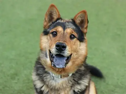 Achilles