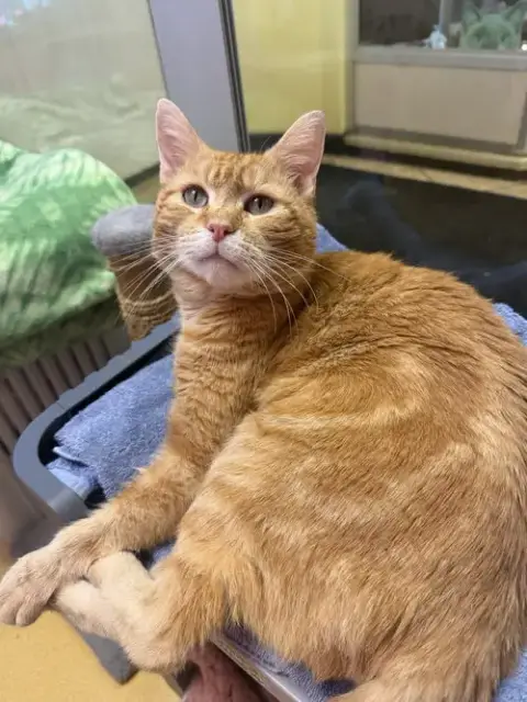 Zeus