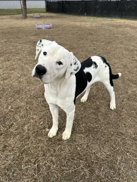 Louie