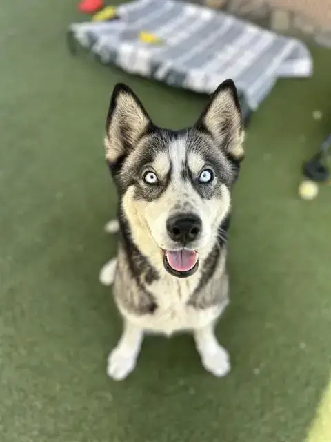Kiki