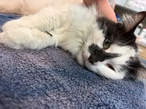 Harley