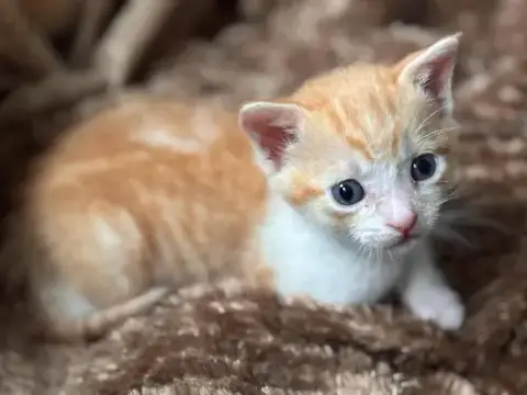 Milo