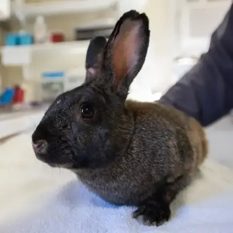 Felix photo 4