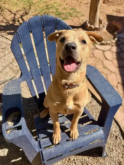 Cane