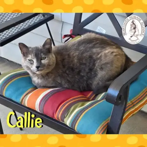 Callie photo 2