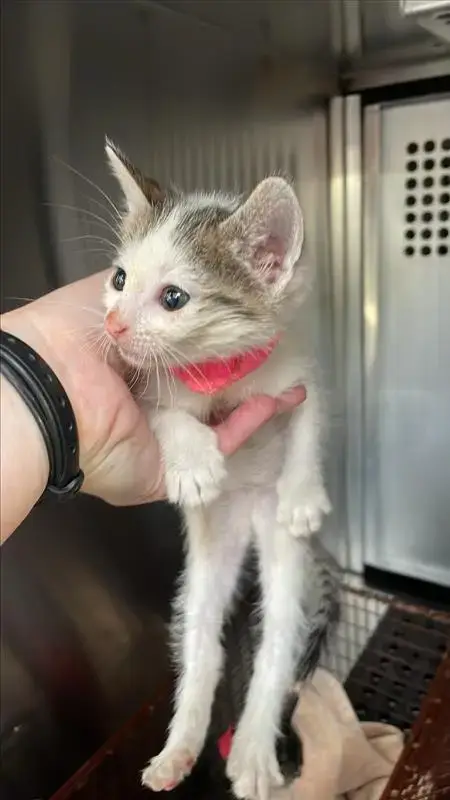 *Pounce