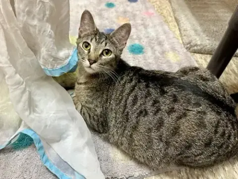 Whiskers