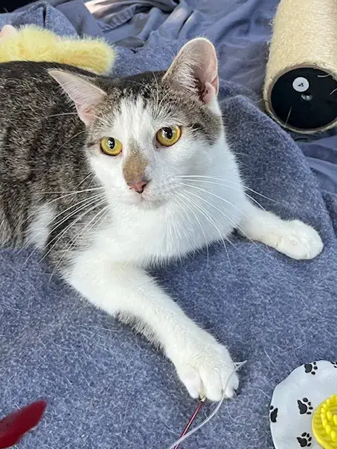 Kitten Chester photo 3
