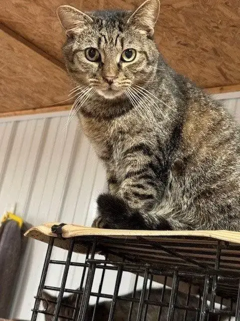 Pj