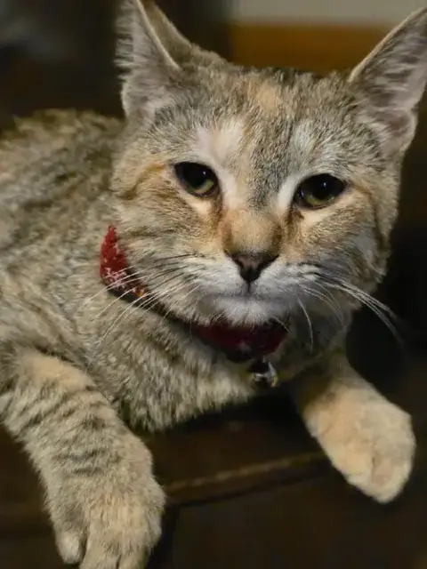 Willow photo 4