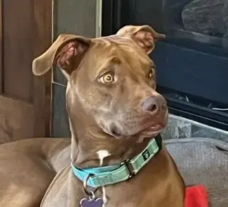Rufus Sponsored Adoption Fee