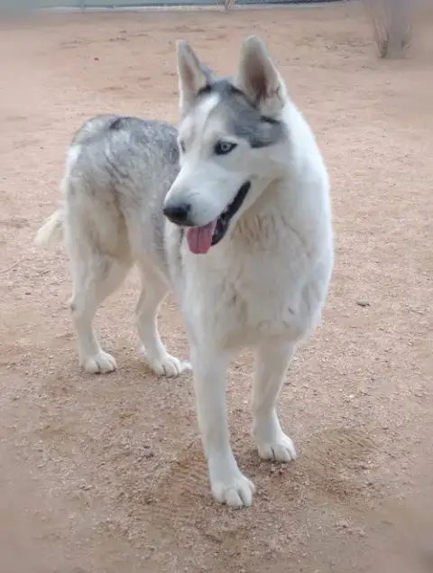 Lobo - photo 3
