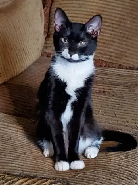 Kittiez