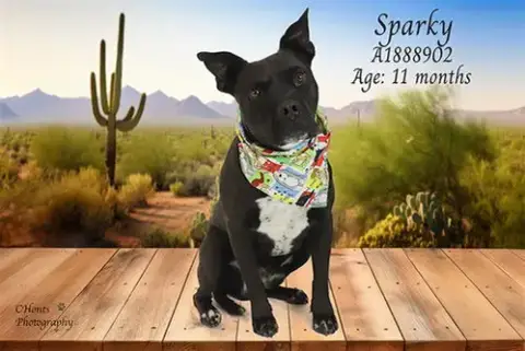 Sparky