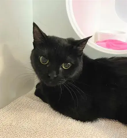 Kleo