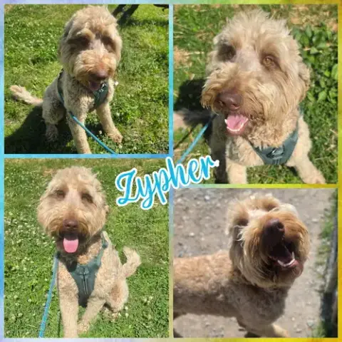 Zypher