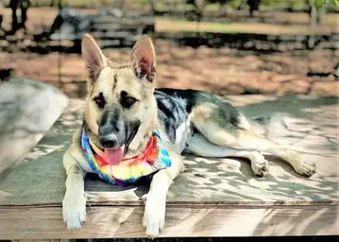 Sheba photo 3