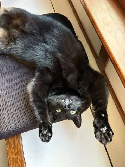 Kiki photo 5