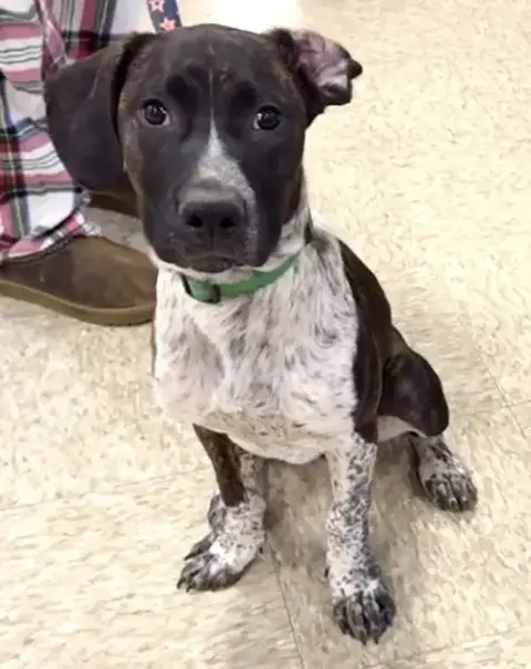 M Pup Max