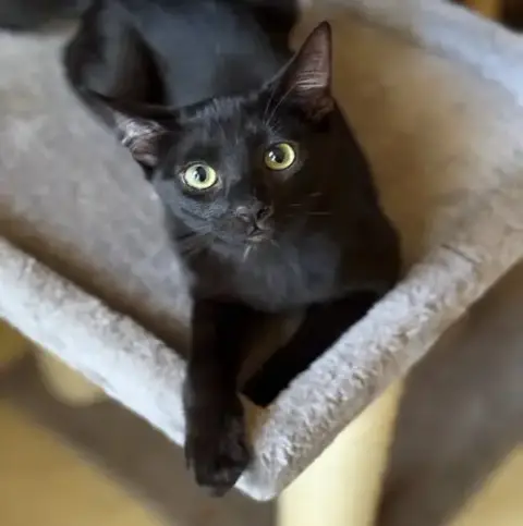 Shadow