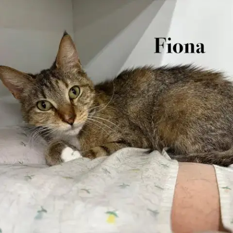 Fiona photo 5