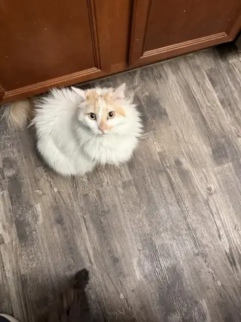 Audrey