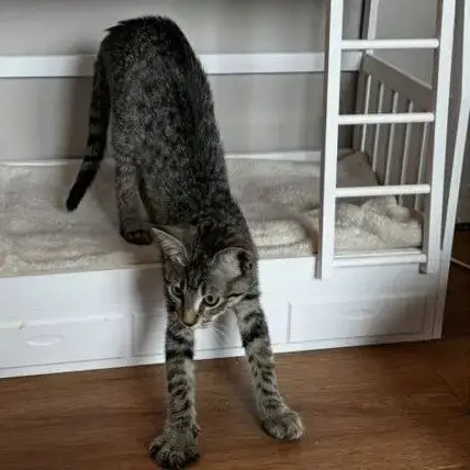Jasmine #Tabby-Brigade photo 3