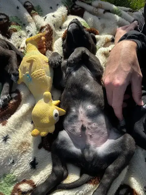 Yellow Louie photo 5