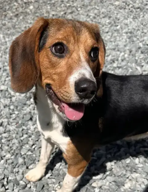 Ranger Beagle photo 2