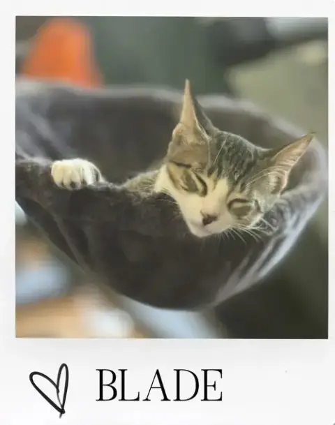 Blade photo 2