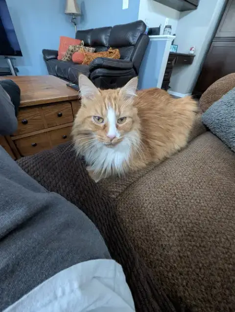 Cheddar photo 4