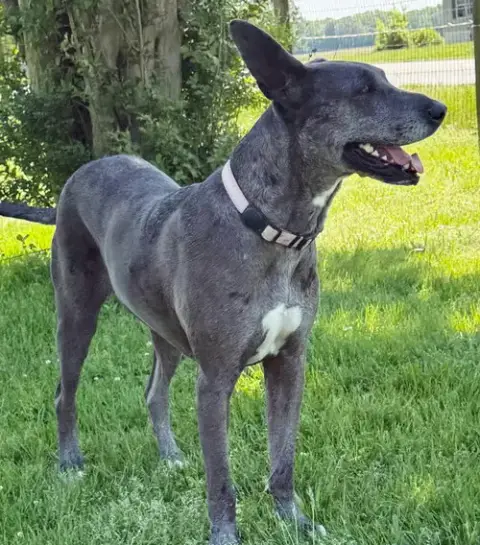 Roo photo 4